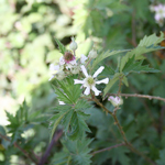 White blackberry flower