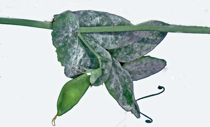 Photo of field pea leaf covered in white powdery mildew.
