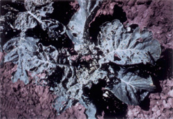 Cauliflower leaves with holes caused by diamondback moth