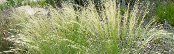 Mexican feather grass tussock 