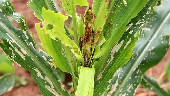 Fall armyworm damage to maize crop.