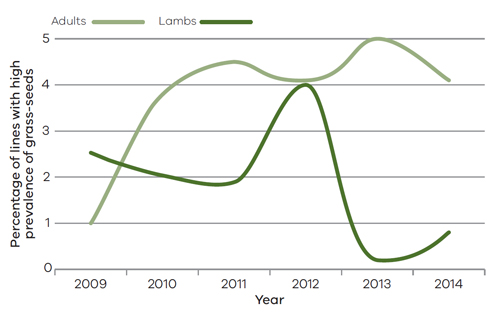 Line graph with 2 lines (adults and lambs) with percentage of lines with high prevalence of contamination on the y axis and the year (2009 to 2014) on the x axis.