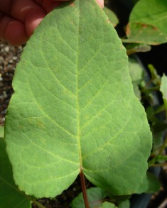 Giant knotweed leaf with a heart-shaped base and pointed tip