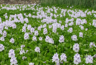 淡紫⾊的花朵，顶部的花瓣上有深紫⾊斑块和⻩⾊斑点。⼀根茎上可⽣⻓多株花。⽔葫芦 ⼀旦发现，⽴即致电 136 186，可免费清除。