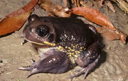 Purple-brown puffy frog with yellow spots on sides}