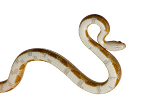 White underside of snake with pale black striped markings