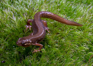 Brown newt on grass