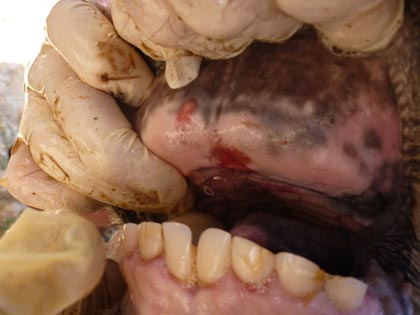 Blistered upper gum in livestock