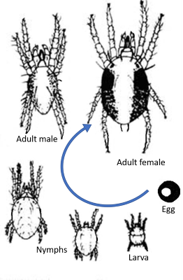 life cycle of the two-spotted mite 