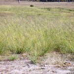 African lovegrass growing wildly in field