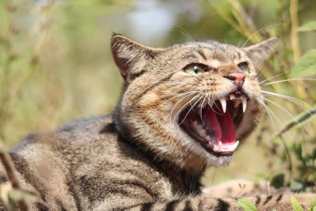 Feral cat baring its teeth
