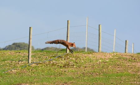 Red fox jumping through a wire fence