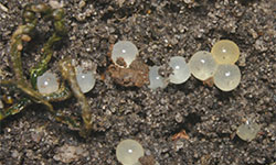Green snail eggs (approx. width 4 mm)