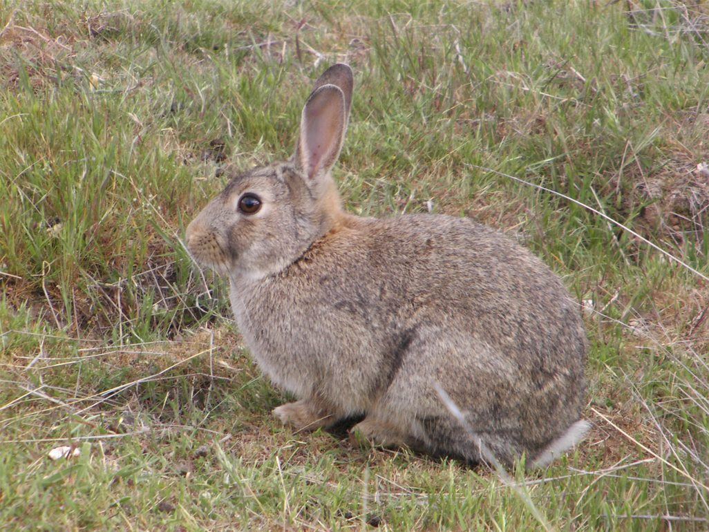 Brown rabbit, left side profile, ears up, crouched position