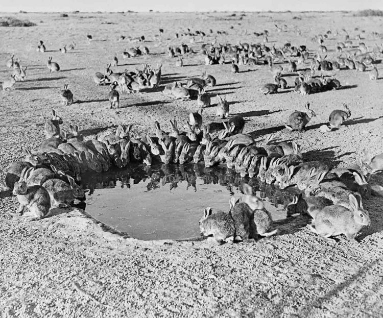 Dozens of rabbits crouched around water hole, large number sitting in background