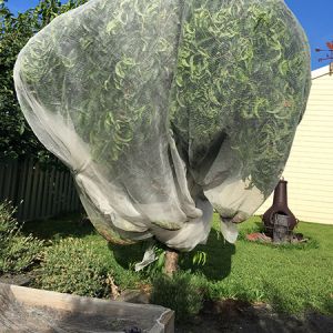 袋子或套子蓋住果實，防止昆士蘭果蠅在水果和蔬菜中產卵。不要讓網子碰到果實。
