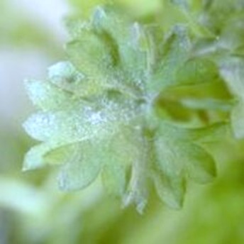 Powdery mildew on parsley leaf