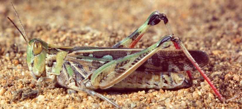 Australian Plague Locust 