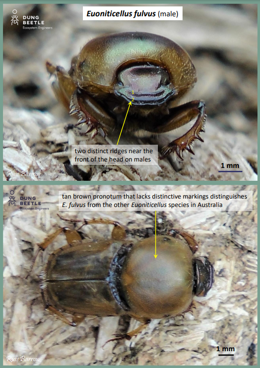 Euniticellus fulvus (male) Front photo of a golden brown dung beetle and top down photo below. Arrows point to two distinct ridges near the front of the head on males.  And tan brown pronotum that lacks distinctive markings distinguishes E. fulvus from the other Euoniticellus species in Australia