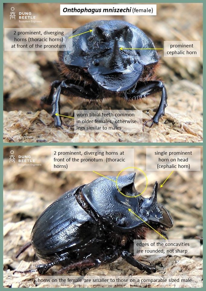 Onthophagus mniszechi (female) Large, female dung beetle with a large horn and humps on its head. Picture front on and profile. Arrow points to: 2 prominent, diverging horns (thoracic horns) at front of the pronotum. prominent crphalic horn worn tibial teeth common in older females, otherwise legs similar to males  Profile photo has arrows pointing to: 2 prominent, diverging horns at front of the pronotum (thoracic horns)  single prominent horn on head (cephalic horn) Edges of the concavities are rounded not sharp horns on the female are smaller to those on a comparable sized male.
