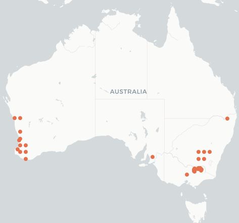 Map of Australia showing beetle distribution in Southern Australia and Western Australia