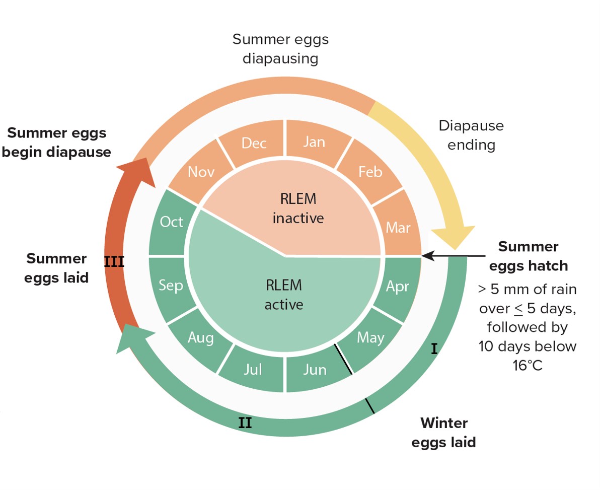 Redlegged earth mite lifecycle in Australia, showing development at each month on a circle diagram. Cycle shows winter and summer egg laying period from April through to October followed by a period of diapause. Summer eggs begin diapause in November, are diapausing in December and January, and diapause is ending in February and March. At end of March summer eggs hatch after more than 5 millimeters of rainfall over less than or equal to 5 days, followed by 10 days 16 degrees Celsius. RLEM are shown as active from April to October and inactive November to March.
