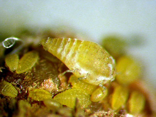 Image of Phylloxera insect. Yellow with stripped markings