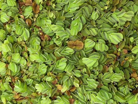 Salvinia plant showing green and yellowed leaves.