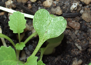 Photo of leaves of a canola plant showing a leathery looking leaf with white markings, caused by Balaustium mite damage.