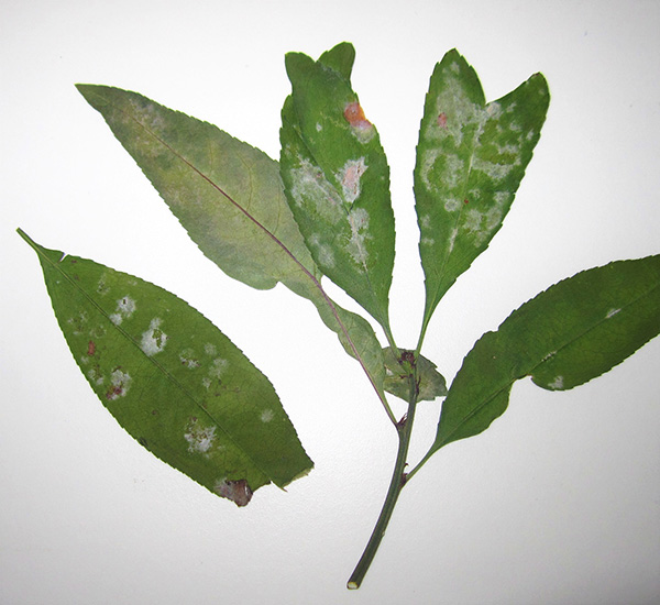 Whitish, and chalky patches of growth on the upper and lower surfaces of the leaves.