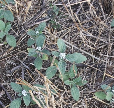 looking down at heliotrope plants in flat stubble