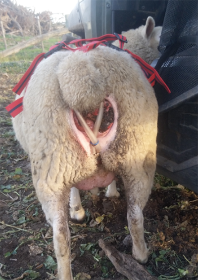 Ewe with harness