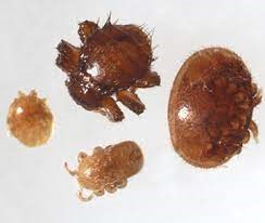 Braula fly (top), varroa mite (right), tropilaelaps mite (bottom) and pollen mite (left)