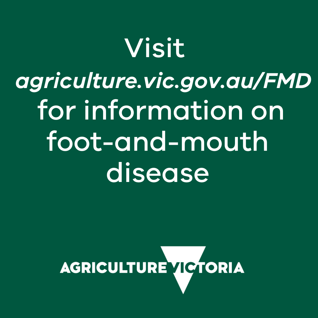 Image description: Green square with Agriculture Victoria logo. Text reads: Visit agriculture.vic.gov.au/FMD for information on foot-and-mouth disease