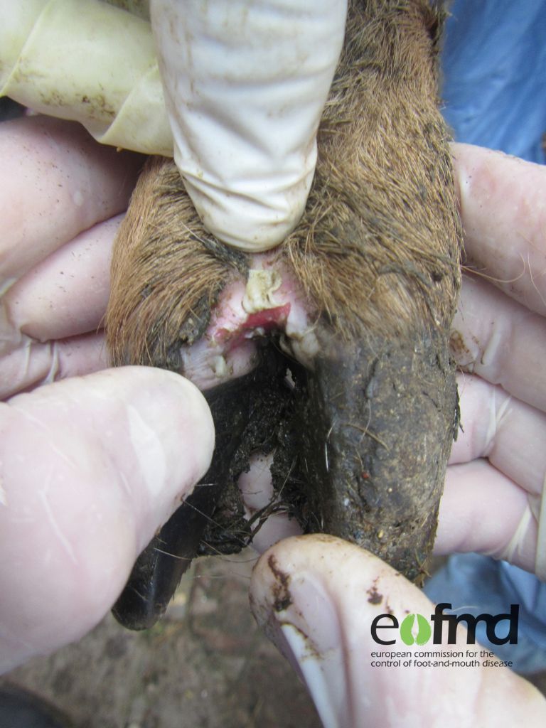 Freshly ruptured blister on a foot of a goat, seen as a red lesion in white and pink area between the claws