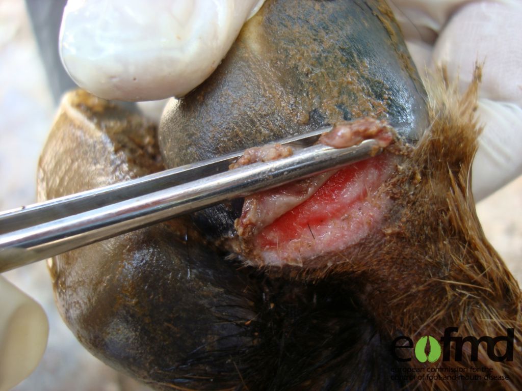 Ruptured foot blister on a cow, being held open with tweezers