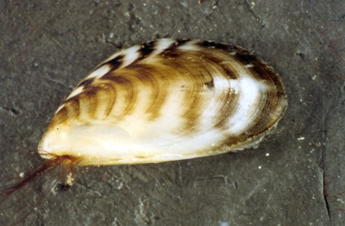 Image of Black striped false mussel. The scientific name, Mytilopsis sallei. This image was taken by CRIMP, CSIRO Marine Research