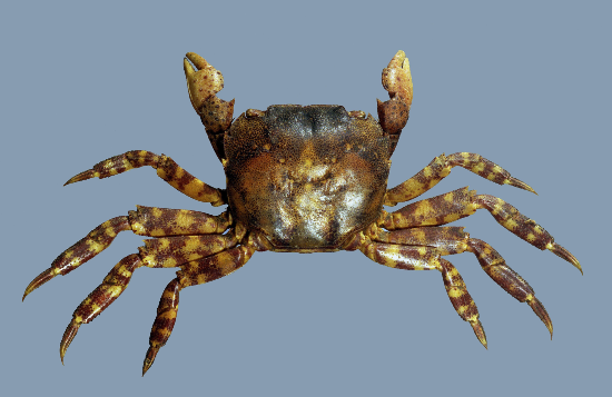 Image of Asian shore crab. The scientific name, Hemigrapsus sanguineus. 