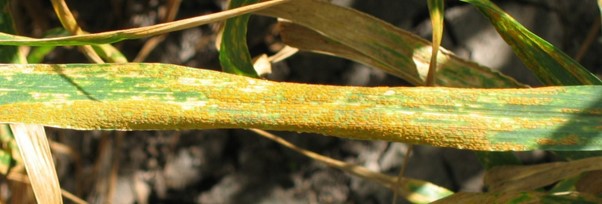 Close up image of wheat crop with leaf rust.