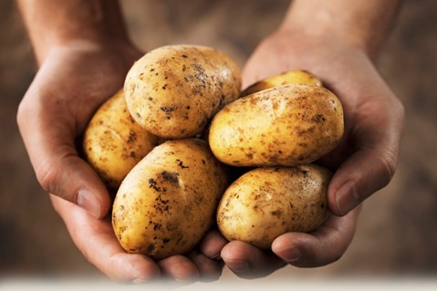 Close up image of brushed potatoes in a person's hands.