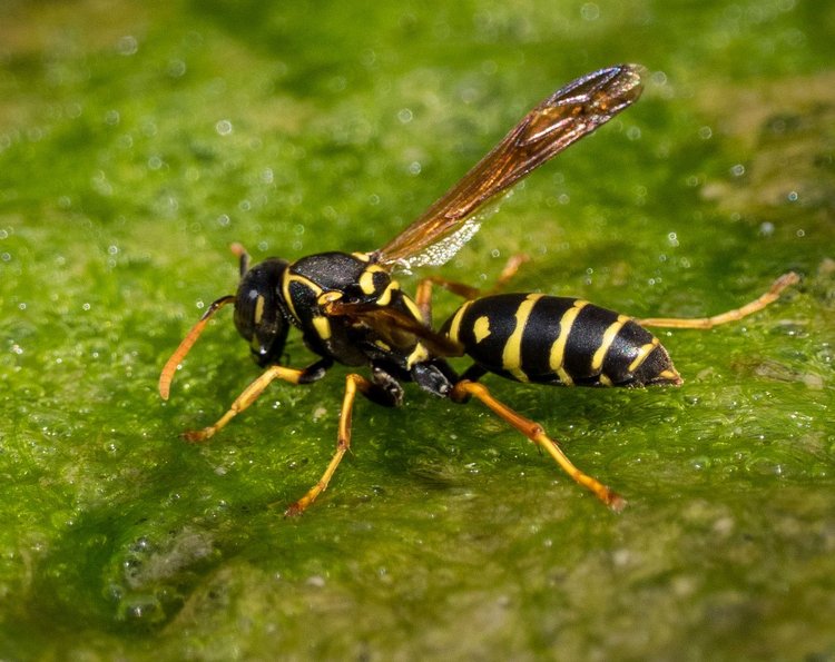 Close up photo of adult Asian paper wasp on a green leaf.