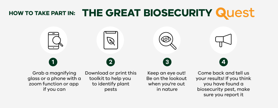 Image describes how to take part in the Biosecurity Quest. Step One - Grab a magnifying glass or phone with a zoom function or app if you can. Step Two - Download or print the toolkit to help you to identify plant pests. Step Three - Keep an eye out! Be on the lookout when you're out in nature. Step Four - Come back and tell us your results. If you think you have found a biosecurity pest, make sure you report it.