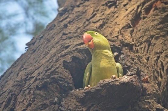 An Alexandrine Parakeet bird in a tree.