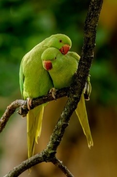 A couple of green birds on a branch.