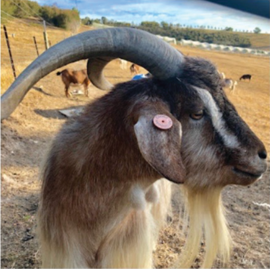 Close up image of a goat with tag.