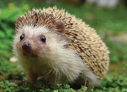 Close up image of an African Pygmy Hedgehog.