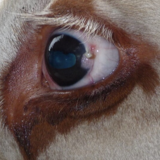  Close up of a cow’s eye with a small cancer near the iris. The cow has light-coloured hair around the eye and white eyelashes.