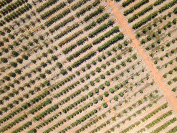 Drone image from directly above fields at Mildura SmartFarm.