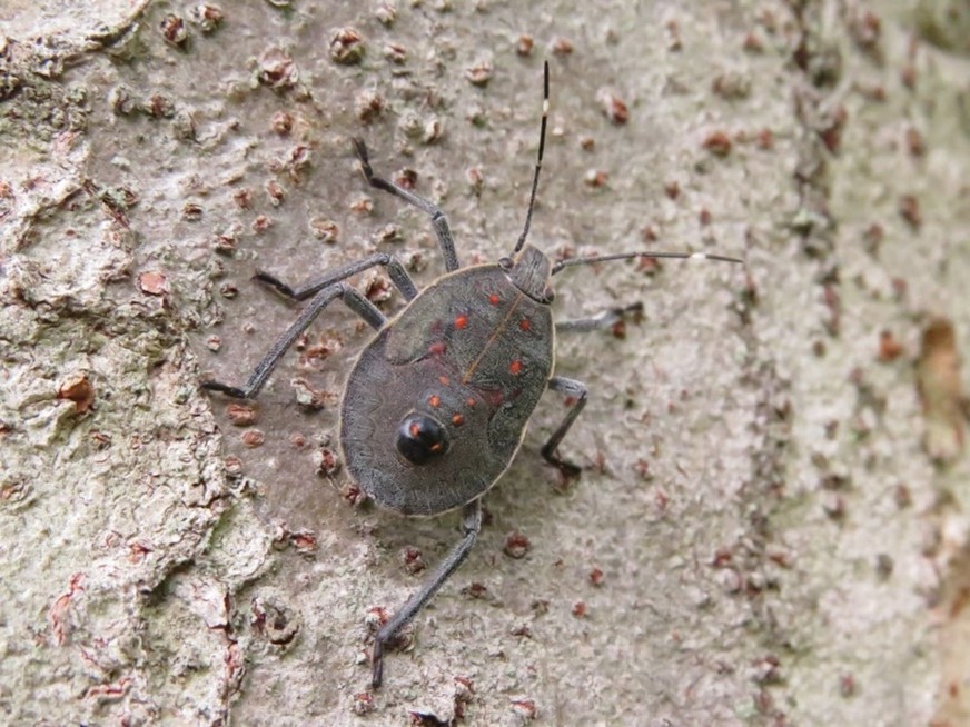 Late instar yellow spotted stink bug nymph on grey tree bark.