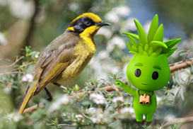 Photo of a colourful bird with cartoon Aggie superimposed.